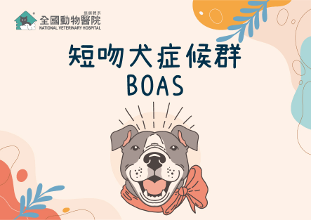 短吻犬症候群 BOAS