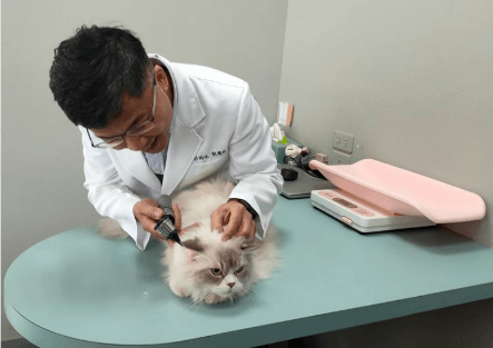 上報-全國動物醫院連鎖體系推動成立全台第一家貓綜合醫院