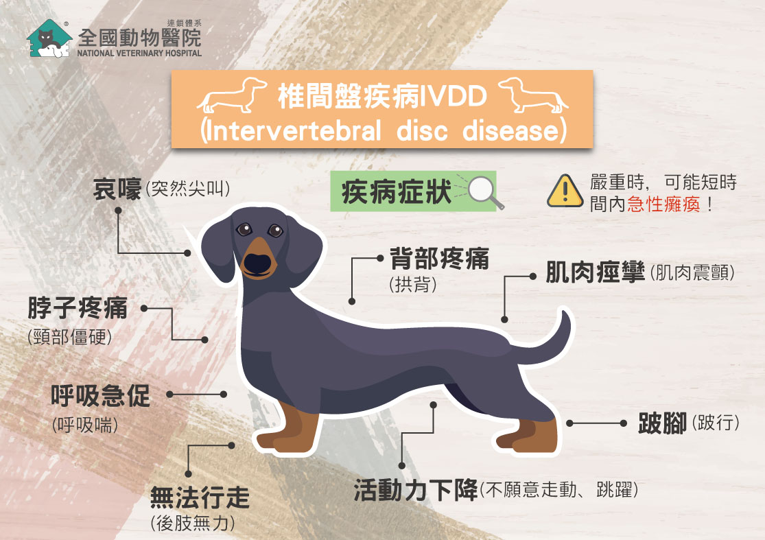 狗的椎間盤疾病 Intervertebral Disc Disease in Dogs-上群動物醫院-寵物衛敎