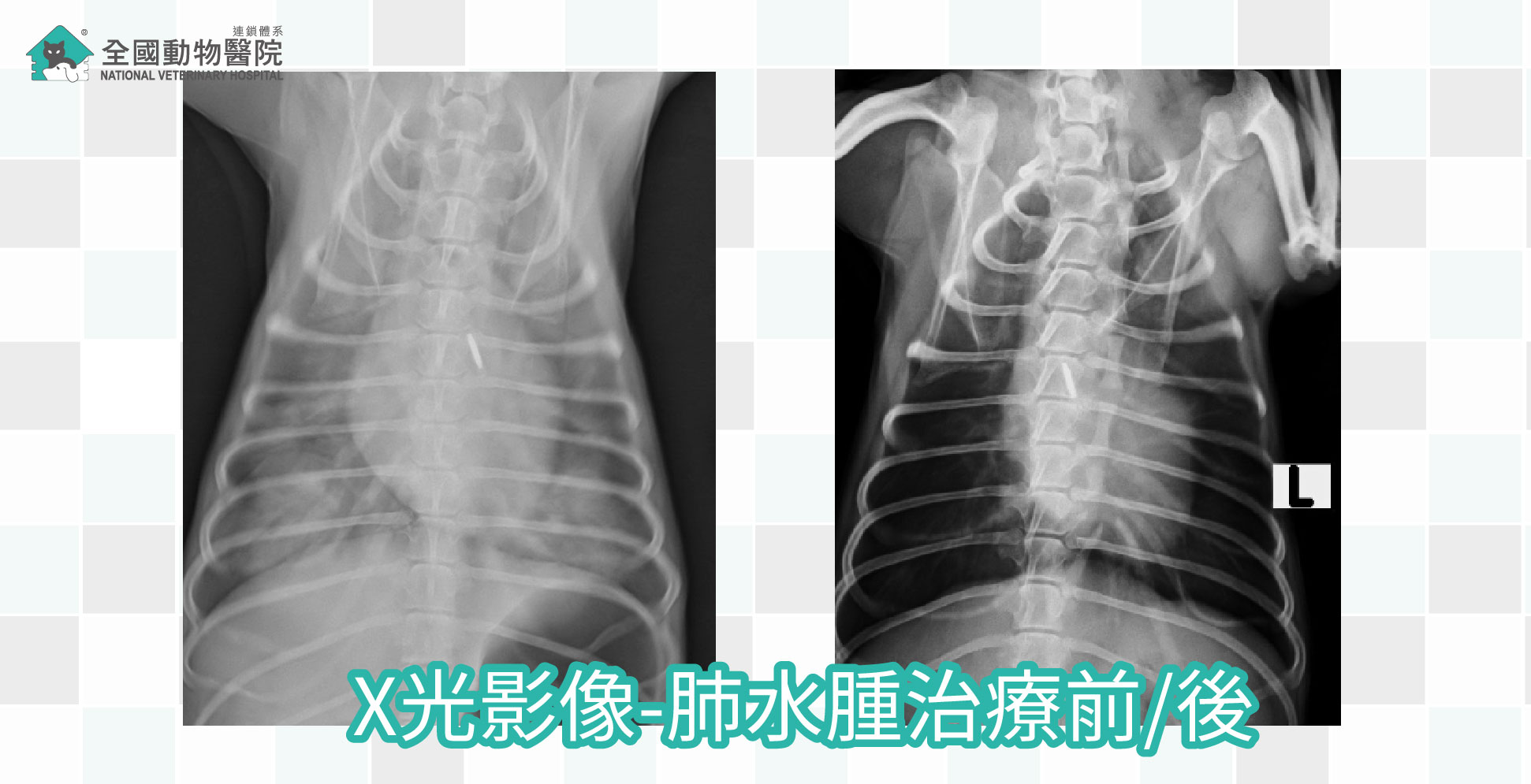 宠物DR图像样片 – 深圳舒博尔宠物医学科技有限公司